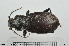  ( - BGE_00261_C02)  @11 [ ] Creative Commons  Attribution Non-Commercial Share-Alike (2024) NTNU University Museum, Department of Natural History NTNU University Museum, Department of Natural History