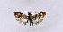  ( - BGE_00222_B05)  @11 [ ] Creative Commons  Attribution Non-Commercial Share-Alike (2023) Kai Berggren NTNU University Museum, Department of Natural History