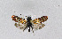  ( - BGE_00222_B06)  @11 [ ] Creative Commons  Attribution Non-Commercial Share-Alike (2023) Kai Berggren NTNU University Museum, Department of Natural History