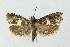  ( - BGE_00222_G02)  @11 [ ] Creative Commons  Attribution Non-Commercial Share-Alike (2023) Kai Berggren NTNU University Museum, Department of Natural History