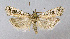  ( - BGE_00223_C03)  @11 [ ] Creative Commons  Attribution Non-Commercial Share-Alike (2023) Kai Berggren NTNU University Museum, Department of Natural History