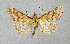  ( - BGE_00223_F12)  @11 [ ] Creative Commons  Attribution Non-Commercial Share-Alike (2023) Kai Berggren NTNU University Museum, Department of Natural History