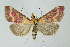  ( - BGE_00223_G01)  @11 [ ] Creative Commons  Attribution Non-Commercial Share-Alike (2023) Kai Berggren NTNU University Museum, Department of Natural History