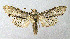  ( - BGE_00224_C12)  @11 [ ] Creative Commons  Attribution Non-Commercial Share-Alike (2023) Kai Berggren NTNU University Museum, Department of Natural History