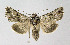 ( - BGE_00224_D05)  @11 [ ] Creative Commons  Attribution Non-Commercial Share-Alike (2023) Kai Berggren NTNU University Museum, Department of Natural History