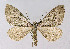  ( - BGE_00222_H03)  @11 [ ] Creative Commons  Attribution Non-Commercial Share-Alike (2023) Kai Berggren NTNU University Museum, Department of Natural History
