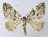  ( - BGE_00222_H04)  @11 [ ] Creative Commons  Attribution Non-Commercial Share-Alike (2023) Kai Berggren NTNU University Museum, Department of Natural History