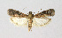  ( - BGE_00224_H03)  @11 [ ] Creative Commons  Attribution Non-Commercial Share-Alike (2023) Kai Berggren NTNU University Museum, Department of Natural History