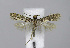  ( - BGE_00225_C08)  @11 [ ] Creative Commons  Attribution Non-Commercial Share-Alike (2023) Kai Berggren NTNU University Museum, Department of Natural History