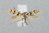  ( - BGE_00225_D09)  @11 [ ] Creative Commons  Attribution Non-Commercial Share-Alike (2023) Kai Berggren NTNU University Museum, Department of Natural History