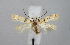  ( - BGE_00225_D10)  @11 [ ] Creative Commons  Attribution Non-Commercial Share-Alike (2023) Kai Berggren NTNU University Museum, Department of Natural History