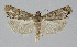  ( - BGE_00226_C03)  @11 [ ] Creative Commons  Attribution Non-Commercial Share-Alike (2023) Kai Berggren NTNU University Museum, Department of Natural History