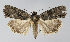  ( - BGE_00226_E05)  @11 [ ] Creative Commons  Attribution Non-Commercial Share-Alike (2023) Kai Berggren NTNU University Museum, Department of Natural History