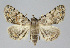  ( - BGE_00226_F08)  @11 [ ] Creative Commons  Attribution Non-Commercial Share-Alike (2023) Kai Berggren NTNU University Museum, Department of Natural History