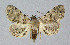 ( - BGE_00226_F09)  @11 [ ] Creative Commons  Attribution Non-Commercial Share-Alike (2023) Kai Berggren NTNU University Museum, Department of Natural History