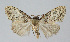  ( - BGE_00226_F10)  @11 [ ] Creative Commons  Attribution Non-Commercial Share-Alike (2023) Kai Berggren NTNU University Museum, Department of Natural History