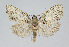  ( - BGE_00226_F11)  @11 [ ] Creative Commons  Attribution Non-Commercial Share-Alike (2023) Kai Berggren NTNU University Museum, Department of Natural History