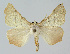  ( - BGE_00226_H07)  @11 [ ] Creative Commons  Attribution Non-Commercial Share-Alike (2023) Kai Berggren NTNU University Museum, Department of Natural History