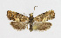  ( - BGE_00269_A01)  @11 [ ] Creative Commons  Attribution Non-Commercial Share-Alike (2024) Kai Berggren NTNU University Museum, Department of Natural History