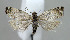  ( - BGE_00269_A07)  @11 [ ] Creative Commons  Attribution Non-Commercial Share-Alike (2024) Kai Berggren NTNU University Museum, Department of Natural History