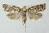  ( - BGE_00269_B04)  @11 [ ] Creative Commons  Attribution Non-Commercial Share-Alike (2024) Kai Berggren NTNU University Museum, Department of Natural History