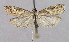  (Nyctegretis ruminella - BGE_00269_D01)  @11 [ ] Creative Commons  Attribution Non-Commercial Share-Alike (2024) Kai Berggren NTNU University Museum, Department of Natural History