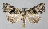  ( - BGE_00269_G08)  @11 [ ] Creative Commons  Attribution Non-Commercial Share-Alike (2024) Kai Berggren NTNU University Museum, Department of Natural History
