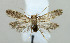  ( - BGE_00268_C01)  @11 [ ] Creative Commons  Attribution Non-Commercial Share-Alike (2024) Kai Berggren NTNU University Museum, Department of Natural History