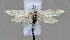 ( - BGE_00270_F11)  @11 [ ] Creative Commons  Attribution Non-Commercial Share-Alike (2024) Kai Berggren NTNU University Museum, Department of Natural History