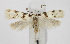  ( - BGE_00270_H11)  @11 [ ] Creative Commons  Attribution Non-Commercial Share-Alike (2024) Kai Berggren NTNU University Museum, Department of Natural History