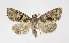  ( - BGE_00257_C04)  @11 [ ] Creative Commons  Attribution Non-Commercial Share-Alike (2025) Kai Berggren NTNU University Museum, Department of Natural History