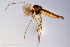  (Dicrotendipes fusconotatus - BGE_00234_A05)  @11 [ ] Creative Commons  Attribution Non-Commercial Share-Alike (2023) NTNU University Museum, Department of Natural History NTNU University Museum, Department of Natural History