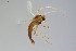  (Chironomus noctivagus - BGE_00234_C07)  @11 [ ] Creative Commons  Attribution Non-Commercial Share-Alike (2023) NTNU University Museum, Department of Natural History NTNU University Museum, Department of Natural History
