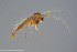  ( - BGE_00234_C08)  @11 [ ] Creative Commons  Attribution Non-Commercial Share-Alike (2023) NTNU University Museum, Department of Natural History NTNU University Museum, Department of Natural History