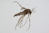  (Molleriella - BGE_00234_C12)  @11 [ ] Creative Commons  Attribution Non-Commercial Share-Alike (2023) NTNU University Museum, Department of Natural History NTNU University Museum, Department of Natural History