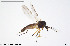  ( - BGE_00230_A03)  @11 [ ] Creative Commons  Attribution Non-Commercial Share-Alike (2023) NTNU University Museum, Department of Natural History NTNU University Museum, Department of Natural History