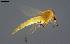  (Microchironomus lendli - BGE_00234_A03)  @11 [ ] Creative Commons  Attribution Non-Commercial Share-Alike (2023) NTNU University Museum, Department of Natural History NTNU University Museum, Department of Natural History