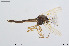  ( - BGE_00233_B11)  @11 [ ] Creative Commons  Attribution Non-Commercial Share-Alike (2023) NTNU University Museum, Department of Natural History NTNU University Museum, Department of Natural History