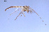  ( - BGE_00233_E04)  @11 [ ] CreativeCommons - Attribution Non-Commercial Share-Alike (2025) NTNU University Museum Department of Natural History NTNU University Museum, Department of Natural History
