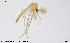  ( - BGE_00233_F11)  @11 [ ] Creative Commons  Attribution Non-Commercial Share-Alike (2023) NTNU University Museum, Department of Natural History NTNU University Museum, Department of Natural History