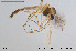  ( - BGE_00263_F09)  @11 [ ] Creative Commons  Attribution Non-Commercial Share-Alike (2024) NTNU University Museum, Department of Natural History NTNU University Museum, Department of Natural History