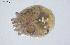  ( - BGE_00227_B06)  @11 [ ] Creative Commons  Attribution Non-Commercial Share-Alike (2023) NTNU University Museum, Department of Natural History NTNU University Museum, Department of Natural History