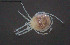  (Atractides marizae - BGE_00228_A08)  @11 [ ] Creative Commons  Attribution Non-Commercial Share-Alike (2023) NTNU University Museum, Department of Natural History NTNU University Museum, Department of Natural History
