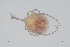  (Atractides lunipes - BGE_00228_A11)  @11 [ ] Creative Commons  Attribution Non-Commercial Share-Alike (2023) NTNU University Museum, Department of Natural History NTNU University Museum, Department of Natural History