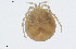  (Monatractides stenostomus - BGE_00228_G08)  @11 [ ] Creative Commons  Attribution Non-Commercial Share-Alike (2023) NTNU University Museum, Department of Natural History NTNU University Museum, Department of Natural History