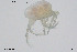  ( - BGE_00228_H06)  @11 [ ] Creative Commons  Attribution Non-Commercial Share-Alike (2023) NTNU University Museum, Department of Natural History NTNU University Museum, Department of Natural History