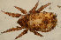  ( - GBOL13619)  @14 [ ] CreativeCommons - Attribution Non-Commercial Share-Alike (2015) Unspecified SNSB, Zoologische Staatssammlung Muenchen