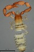  ( - GBOL19839)  @11 [ ] CreativeCommons  Attribution Non-Commercial Share-Alike (2017) SNSB (Staatliche Naturwissenschaftliche Sammlungen Bayerns) ZSM (Zoologische Staatssammlung Muenchen)