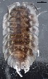  ( - GBOL19855)  @11 [ ] CreativeCommons  Attribution Non-Commercial Share-Alike (2017) SNSB (Staatliche Naturwissenschaftliche Sammlungen Bayerns) ZSM (Zoologische Staatssammlung Muenchen)