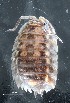  ( - GBOL19908)  @11 [ ] CreativeCommons  Attribution Non-Commercial Share-Alike (2017) SNSB (Staatliche Naturwissenschaftliche Sammlungen Bayerns) ZSM (Zoologische Staatssammlung Muenchen)